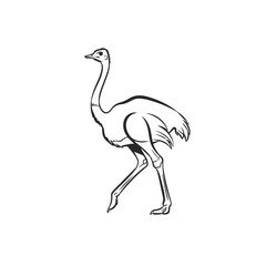 Naklejka premium Elegant Ostrich Line Art Illustration.