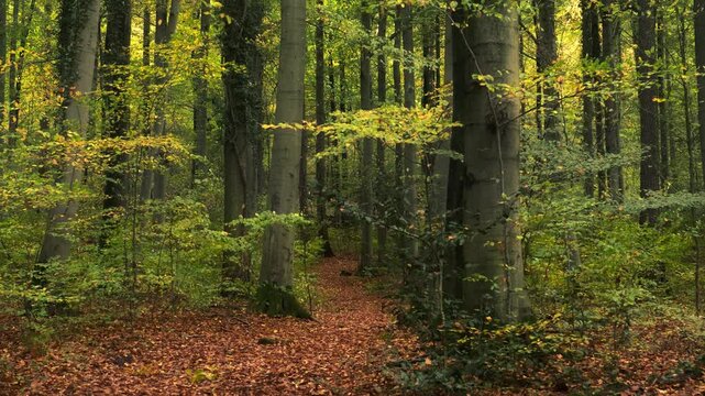 Moving forward on a scenic forest path in lively autumn wind, with falling yellow leaves
