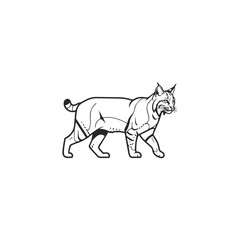 Obraz premium Wild Bobcat Animal Line Art Illustration.