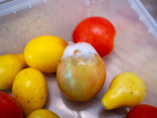Close-up of spoiled tomato with white mold among fresh tomatoes in a plastic container. Mold growth caused by moisture and improper storage.