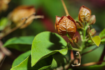Bougainvillea Buds and Green Leaves in Natural Sunlight