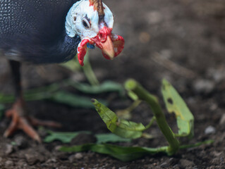 Close Up Portrait of Helmeted Guinea Fowl with Detailed Head Features