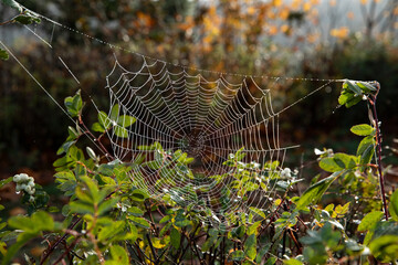 Close up of a dew covered spider web on green bushes in soft autumn light, creating a natural Halloween mood. Ideal for seasonal background, fall design, marketing, and creative media content