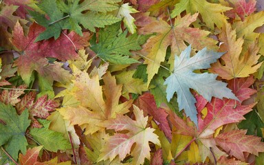 texture of autumn colored maple leaves