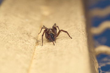 Macro view of brown forest spider