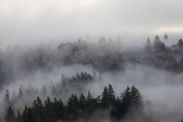 Misty forest landscape in fall autumn season with dense fog covering colorful trees and hills in soft morning light. Peaceful mysterious nature scene perfect for background, marketing and creative use