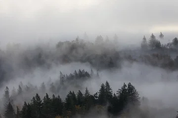 Selbstklebende Fototapeten Fallen Misty forest landscape in fall autumn season with dense fog covering colorful trees and hills in soft morning light. Peaceful mysterious nature scene perfect for background, marketing and creative use  © Hrach