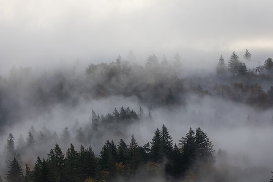 Misty forest landscape in fall autumn season with dense fog covering colorful trees and hills in soft morning light. Peaceful mysterious nature scene perfect for background, marketing and creative use