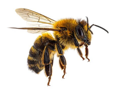 Detailed close-up view of a fuzzy, flying insect - Powered by Adobe