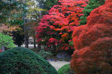 見晴公園の紅葉