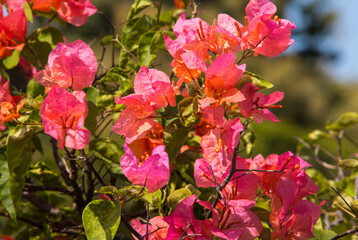 Vibrant Pink and Orange Bougainvillea Flowers in Sunlight