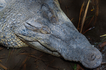 Obraz premium Close-Up of a Large Crocodile Resting on Muddy Ground