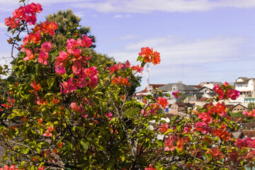 Vibrant Bougainvillea Flowers with Urban Cityscape and Blue Sky Background