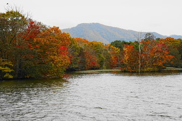 大沼公園の紅葉した木