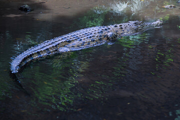 Crocodile Floating in Murky Water with Reflection of Green Leaves