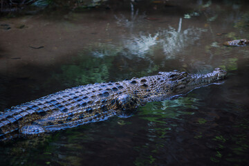 Crocodile Swimming in Calm Water with Reflections