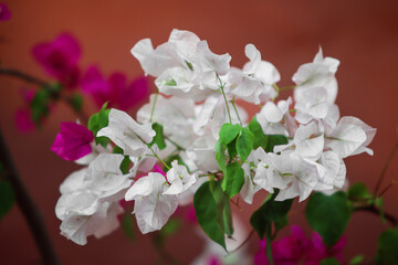 White and Purple Bougainvillea Flowers in Bloom with Natural Background