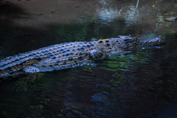 Large Crocodile Floating in Dark River Water