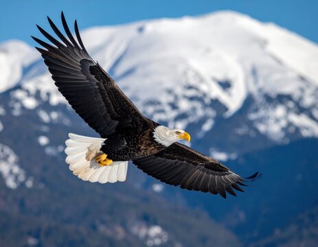 Majestic Bald Eagle soaring in front of snowy mountain range - Powered by Adobe