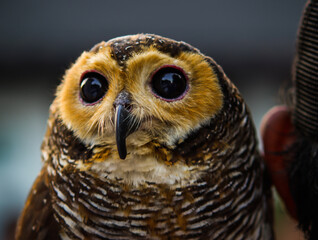 Close-up Portrait of a Brown Owl with Big Black Eyes and Striped Feathers