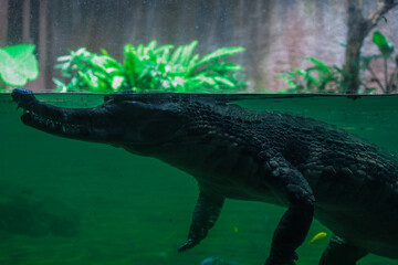 Crocodile Partially Submerged in Green Water with Head Above Surface
