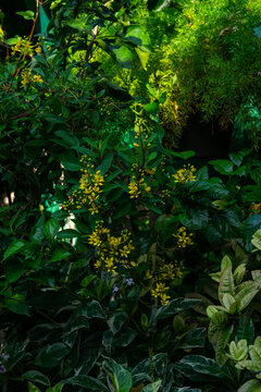Golden Thryallis or Galphimia glauca with Bright Yellow Flowers and Lush Green Foliage in Tropical Garden