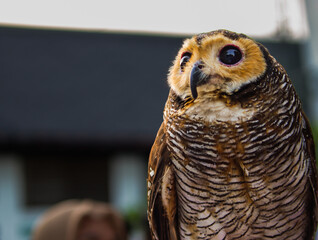 Close-up View of a Brown Owl with Big Eyes and Detailed Striped Feathers in Natural Light