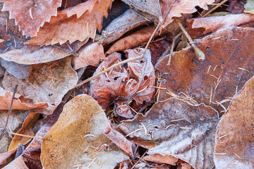 初冬の落葉風景