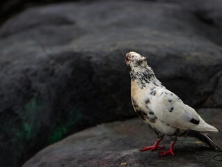 Close-up of a White and Black Spotted Pigeon Standing on a Rock