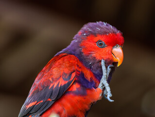 Beautiful Red and Purple Parrot Close-Up Holding Its Foot in Natural Light
