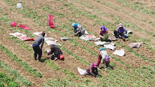Farmers harvesting single-clove garlic outdoors in the countryside