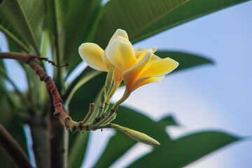 Beautiful Yellow Plumeria or Bunga Kamboja Flower Blooming with Buds and Green Leaves Against Blue Sky