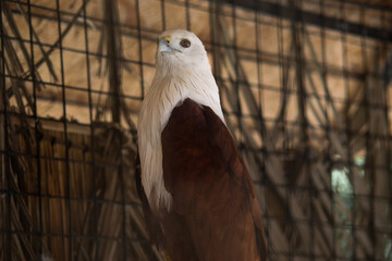 Majestic Brahminy Kite or Elang Bondol with White Head and Brown Feathers Inside an Aviary
