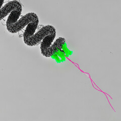 Rhabdovirus Transcriptional Complex Polymerase and Nucleocapsid Negative Stain Transmission Electron Micrograph