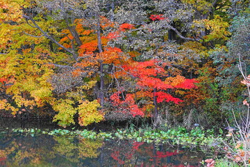池に映る紅葉