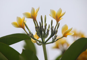 Yellow Plumeria or Bunga Kamboja Buds and Blossoms in Tropical Garden