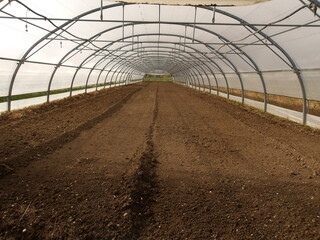 Fototapeta premium greenhouse with seedlings