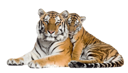 bengal tiger isolated on white