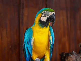 Vibrant Blue and Yellow Macaw Parrot Sitting on Wooden Perch