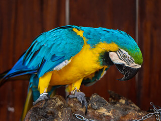 Colorful Blue and Yellow Macaw Parrot Standing on Wooden Log
