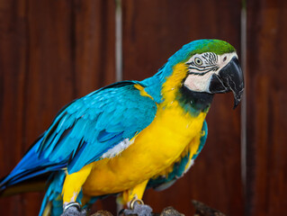 Bright Blue and Yellow Macaw Parrot Standing on Wooden Branch