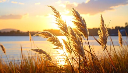 Close-up of tall, feathery grasses illuminated by a setting sun, casting warm golden hues over a calm lake and distant hills