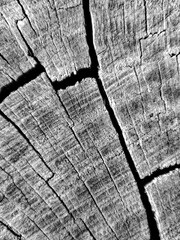 A black and white extreme close-up of a weathered tree stump, showcasing its intricate pattern of deep cracks and growth rings