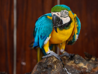 Blue and Yellow Macaw Standing on Wooden Perch and Looking at Camera