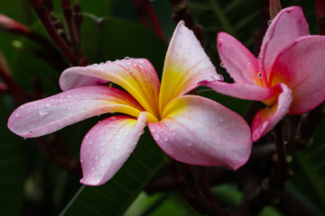 Close-Up of Pink Plumeria Flowers with Water Droplets