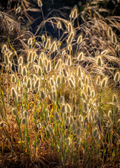 A patch of bunny tail grass (Lagurus ovatus) in warm golden backlight. Also known as hares tail grass.