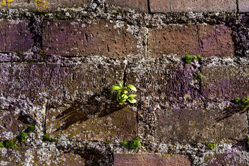 old brick wall with crumbling cement, small green leaves and a bit of moss with negative space for text