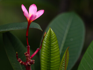 Single Pink Plumeria Flower with Red Stem and Green Leaves Background, Tropical Nature Closeup