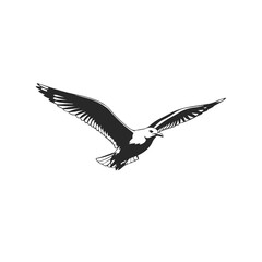 Silhouette of a Seagull in Flight.