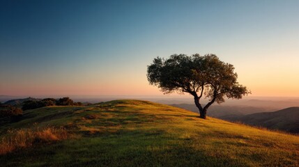 Obraz premium Tranquil lone tree on a grassy hill under a vibrant sunset sky